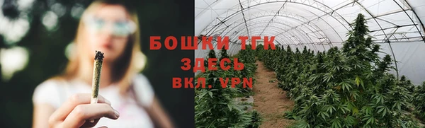 прущие грибы Михайлов